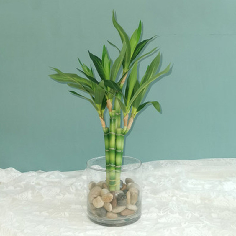 Echeveria Succulent - Neue 40 cm rFtificial Lucky Bamboo