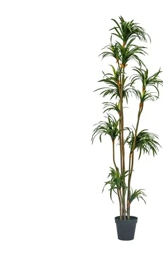 Dracaena Marginata - Simulierte Dracaena Dracaena Marginata Grüne Pflanze
