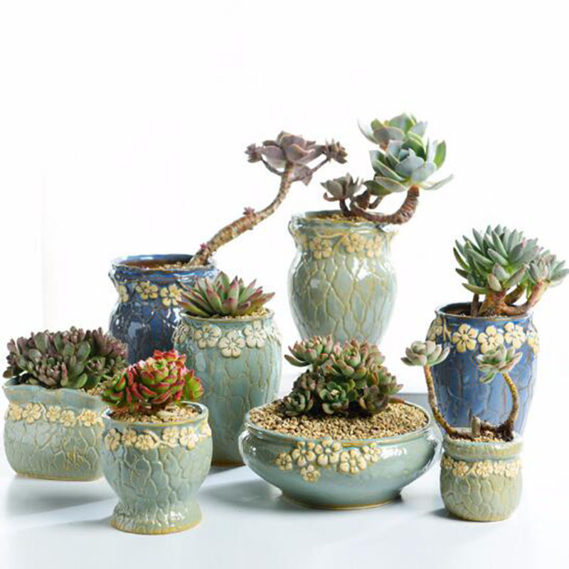 Echeveria Succulent - Sukkulenten Pflanzen Blumentopf Kleine und Medium