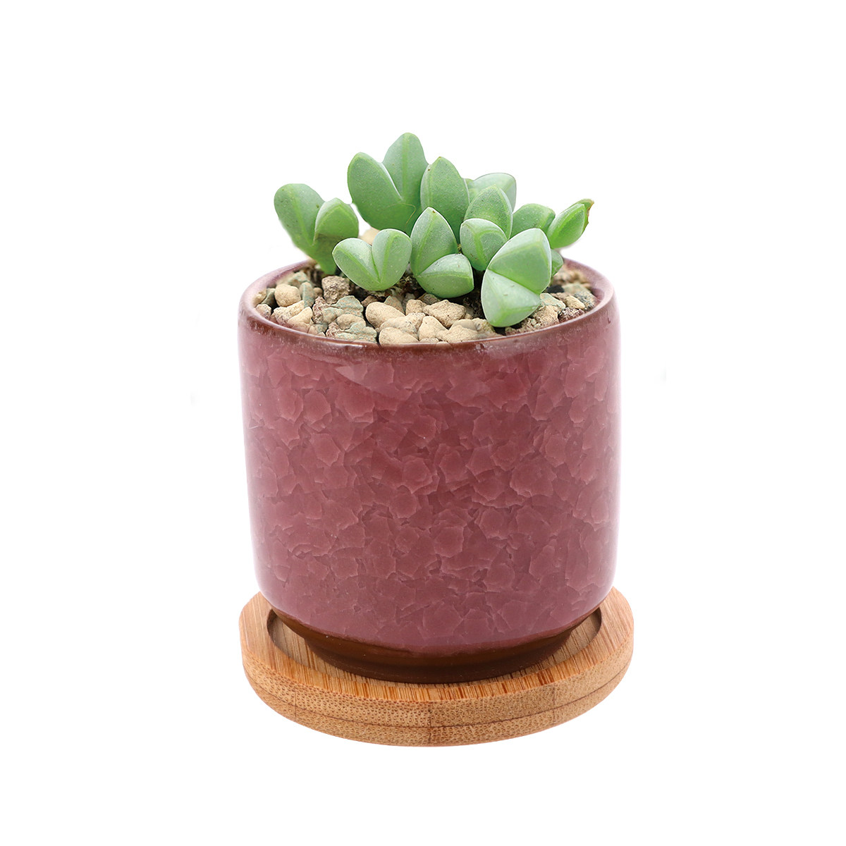 Aloe Vera Pot - Mini Keramiktöpfe mit Rissmuster, bunte kleine