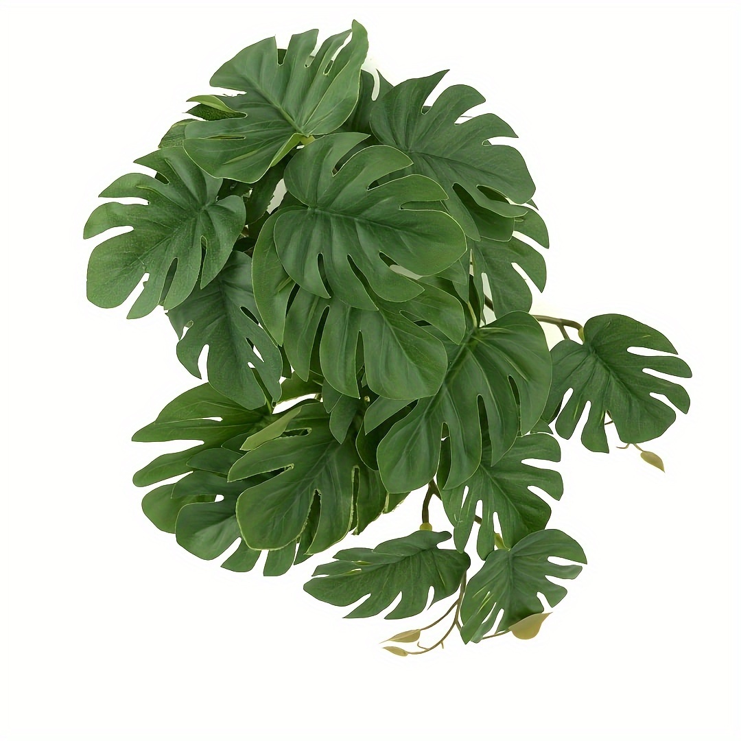 Reptilien-Pflanzen für Terrari – Monstera Adansonii Bewertung und Preis