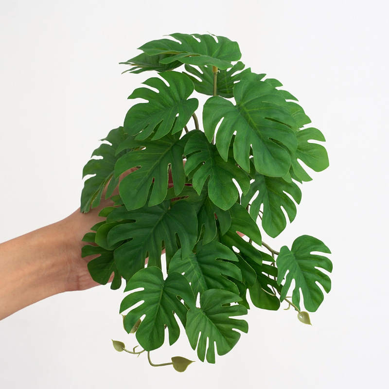 Reptilien-Pflanzen für Terrari – Monstera Adansonii Bewertung und Preis