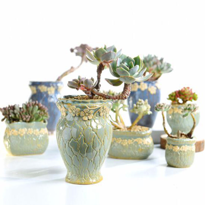 Sukkulenten Pflanzen Blumentop – Echeveria Succulent Bewertung und Preis
