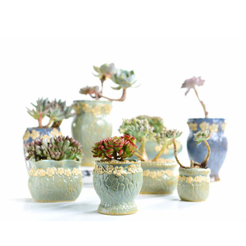 Sukkulenten Pflanzen Blumentop – Echeveria Succulent Bewertung und Preis