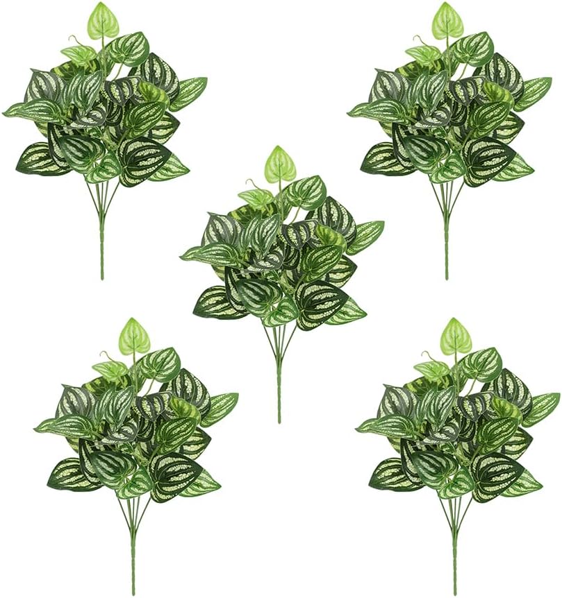 5 Stück Wassermelone Peperomia – Peperomia Watermelon Bewertung und Preis