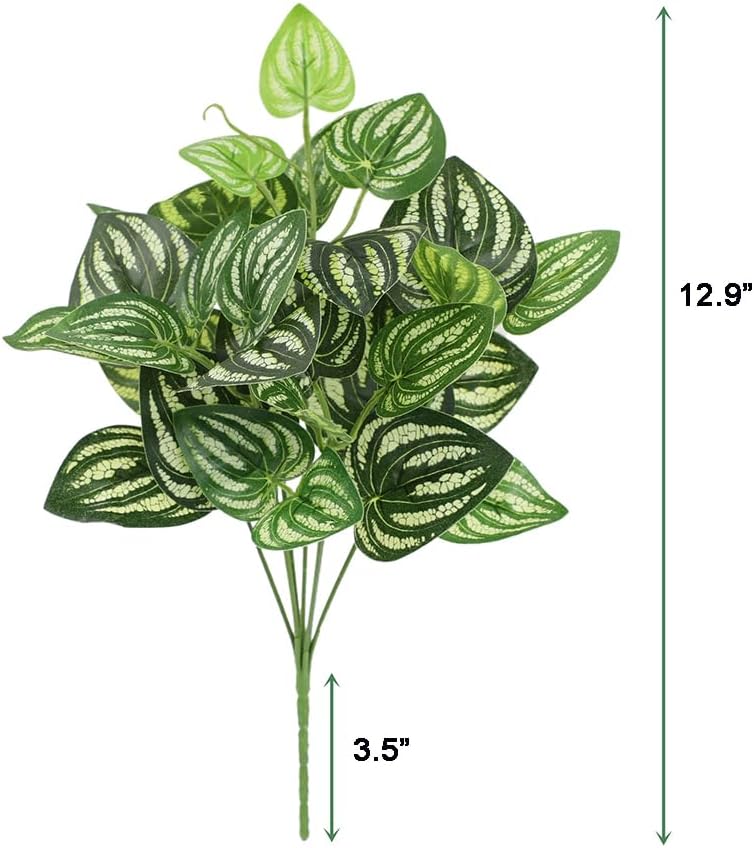 5 Stück Wassermelone Peperomia – Peperomia Watermelon Bewertung und Preis
