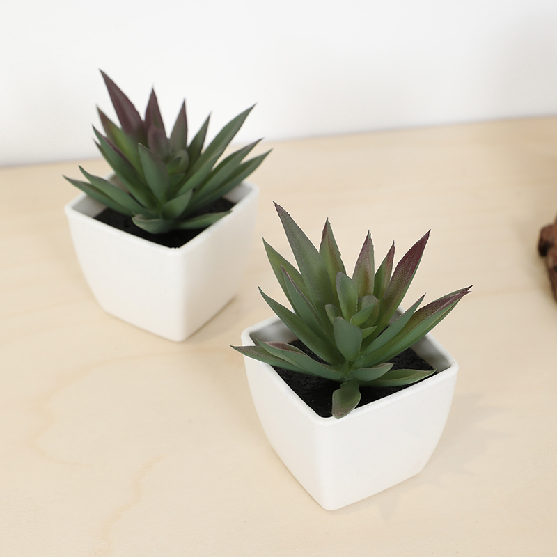 Mini künstliche Sukkulenten-Fe – Echeveria Succulent Bewertung und Preis