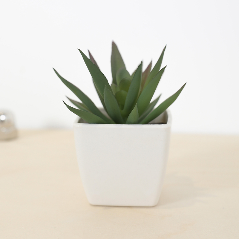 Mini künstliche Sukkulenten-Fe – Echeveria Succulent Bewertung und Preis